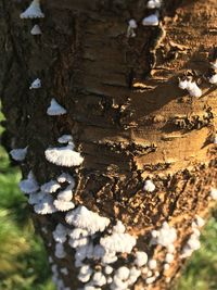 Close-up of sheep on tree trunk