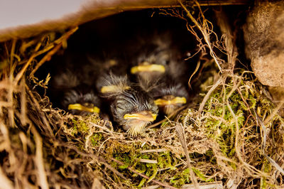 Close-up of a bird in nest