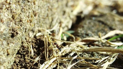 Close-up of lizard