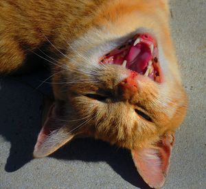 High angle portrait of a cat