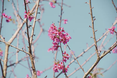 Low angle view of pink cherry blossoms in spring