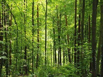 Trees in forest