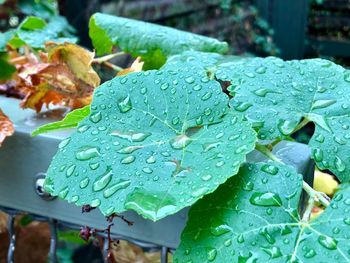 Close-up of raindrops on leaves