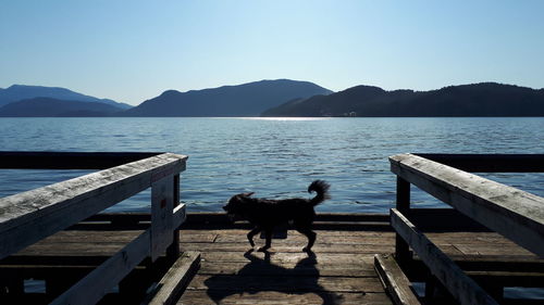 Dog by sea against clear sky