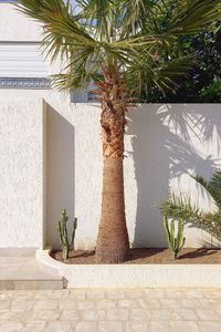 palm tree