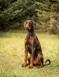 Dobermann female brown and tan