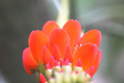 Close-up of red flower