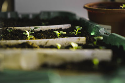 Close-up of potted plant on table