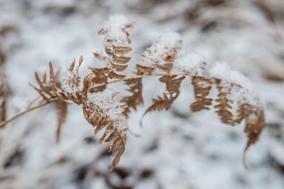 Close-up of frozen tree during winter