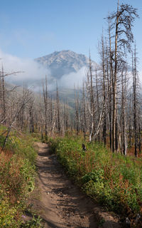 Scenic view of forest against sky