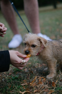 Cropped image of person holding dog