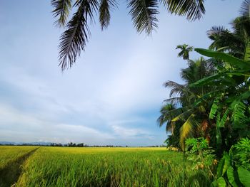 Scenic view of agricultural field against sky