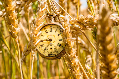 Antique pocket watch broken in wheat field,