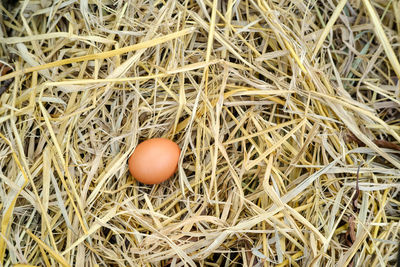 High angle view of eggs in nest