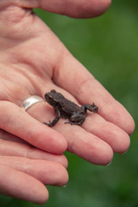 Close-up of person hand holding lizard