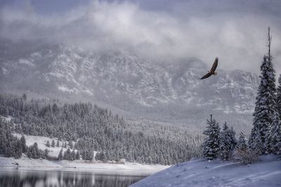 Bird flying over frozen lake against sky