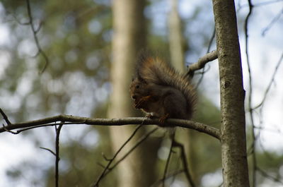 Low angle view of squirrel on tree