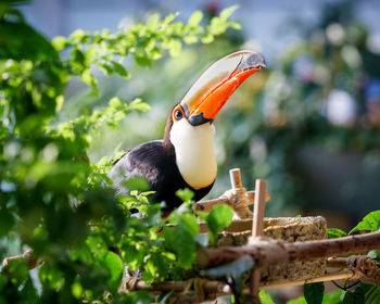 Close-up of bird perching on tree