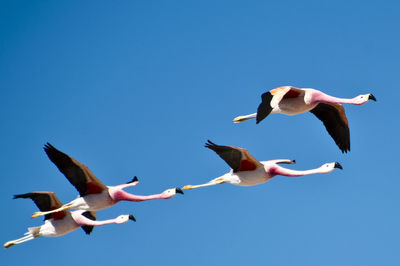 Low angle view of flamingos flying against clear blue sky