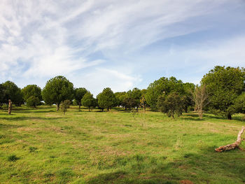 Trees on field against sky