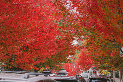 Autumn trees by road