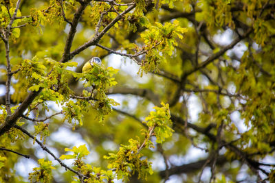 Low angle view of bird snacking in blossoming oak tree, cyanistes caeruleus