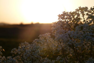 Close-up of cherry blossom during sunset