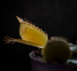 Close-up of fruits against black background