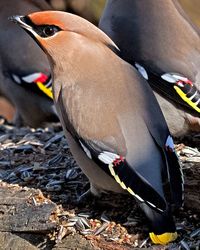Close-up of birds perching on land
