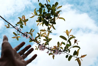 Close-up of hand pointing at flowering tree against sky