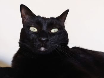 Close-up portrait of black cat against white background