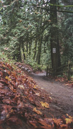 Trees in forest