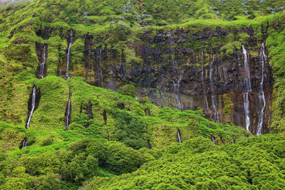 Scenic view of forest