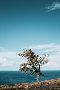 Tree by sea against sky