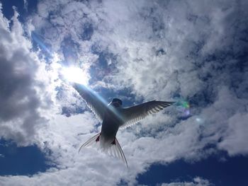 Low angle view of crab on sea against sky