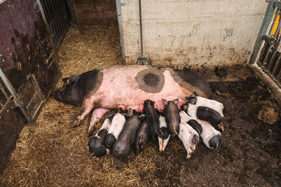 High angle view of cow in pen