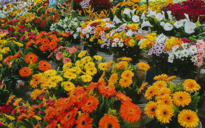 Close-up of yellow flowering plants