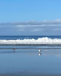 Seagulls on beach