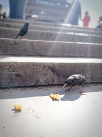 View of birds feeding