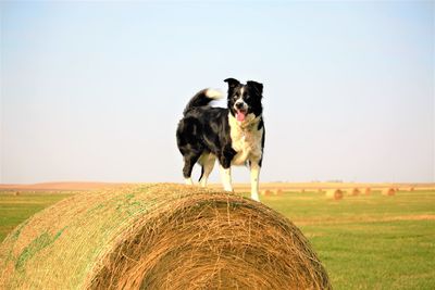 Dog standing on field against sky