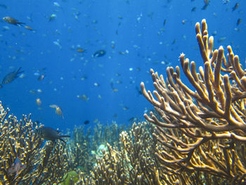 Fish swimming in sea