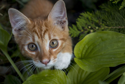 Close-up portrait of a cat