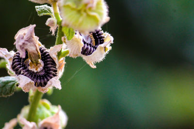 Close-up of wilted flower on plant