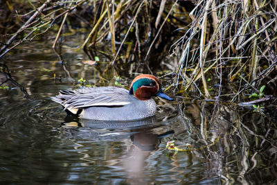 Close-up of duck swimming in lake