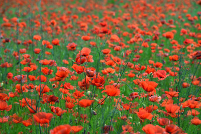Close-up of red poppy flowers on field