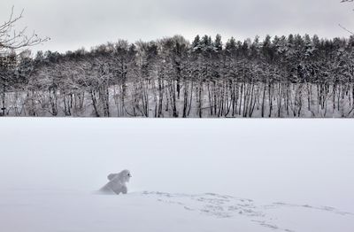 Dog running on snow field against sky