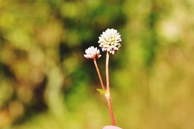 Close-up of flowers blooming outdoors