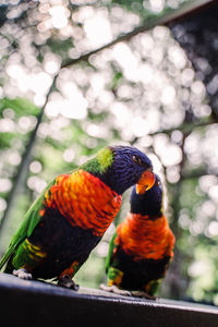 Close-up of parrot perching on branch