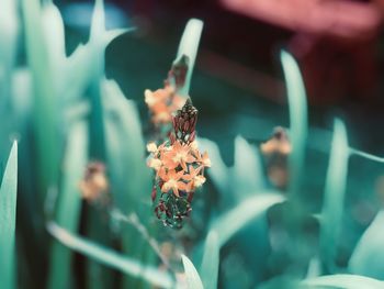 Close-up of insect on flower