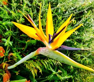 Close-up of yellow flower blooming outdoors